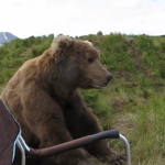 このヒグマのマッタリ感は背中にチャックが付いているレベルw Massive_Brown_Bear