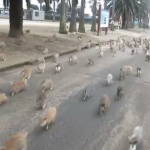 大久野島、別名「ウサギ島」のウサギがハンパないと話題!? Rabbit_Island_in_Japan_-_YouTube.png