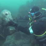 アザラシが本気を出すとハンパない萌キャラになることが判明 Seal_of_Approval_on_Vimeo.png