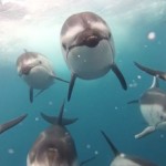 GoProで偶然撮影されたイルカさんの映像がとてもイイよ The-Blue-on-Vimeo-1.jpg