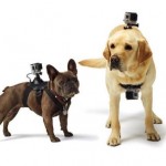 GoProから犬用ハーネス「Fetch」が登場だぜ、ワンコPOVだぜ! fetch2.jpg