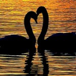 すごくロマンティックなハート・オブ・ネイチャーたち heartofnature_sum