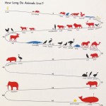 あの動物ってどれくらい長生きするの? 動物たちの寿命を描いたインフォグラフィック howdoanimallive