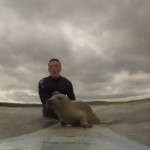 イルカさんはもちろん、アザラシくんも波乗り好きなことが判明w seal-surfing