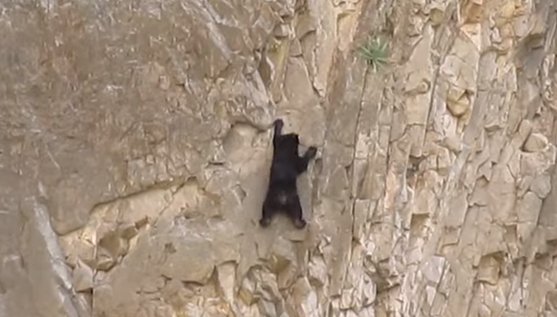 Climbing Bears
